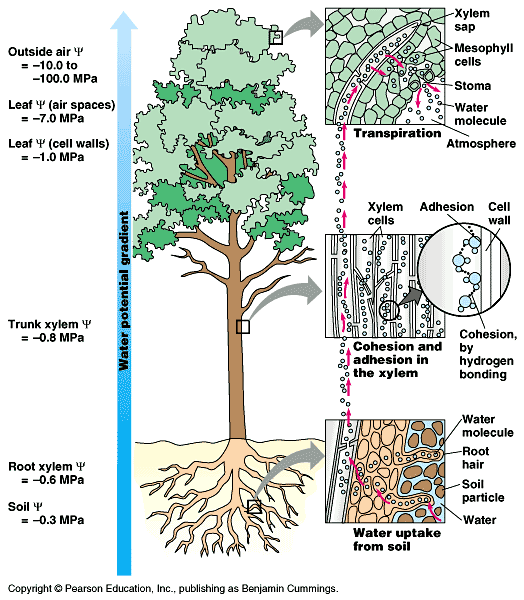 xylem and phloem. of solutes in phloem is