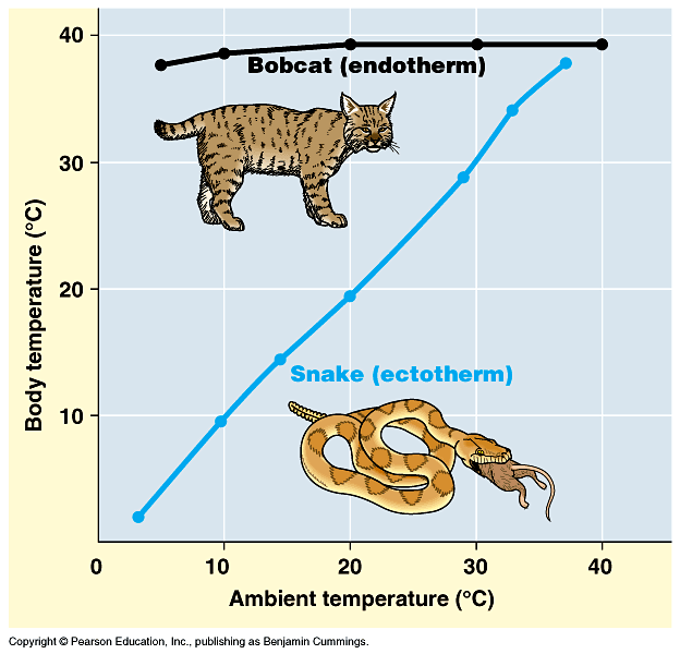 examples of warm blooded animals