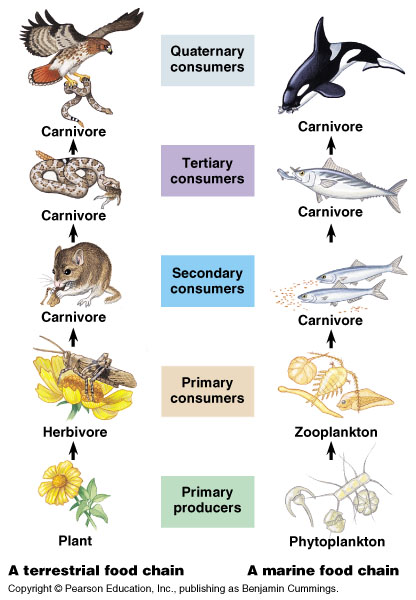 food chain ocean. food chain ocean.