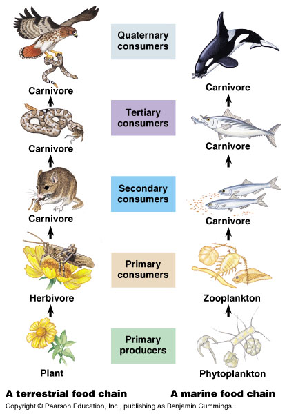 Community Ecology