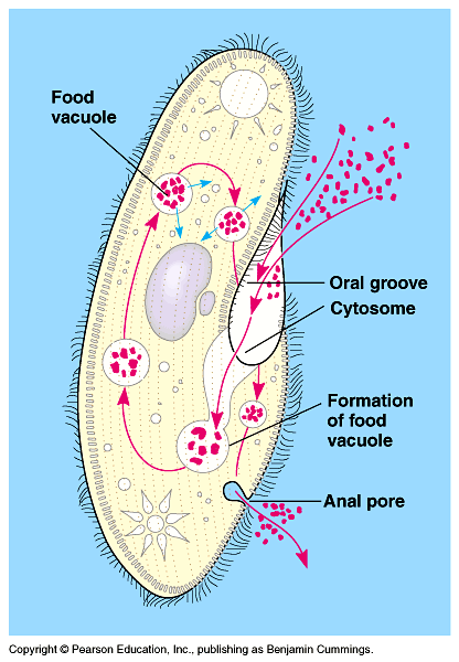 circulatory system diffusion