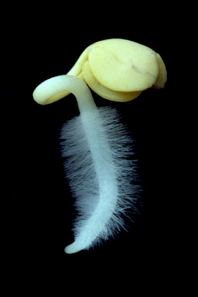 radish root hairs