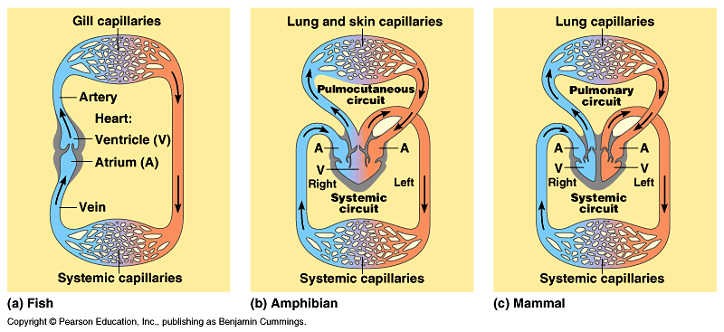 Amphibian Heart Structure