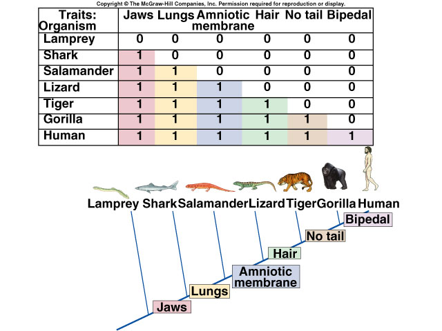 how-to-make-a-cladogram-based-on-a-table