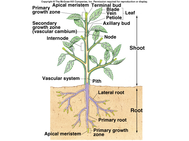 Plant Structure Diagram