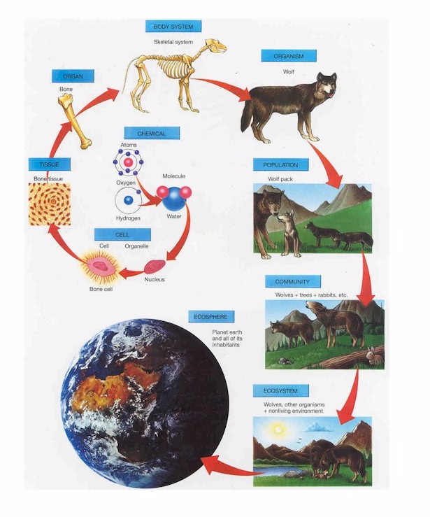 what is the meaning of hierarchy in biology