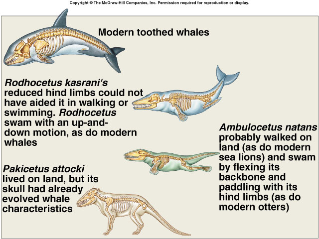 Introduction to Darwinian Evolution