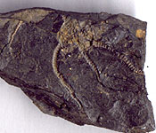 Aganaster