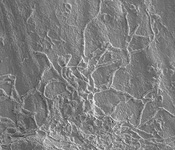 Tangled microfossil