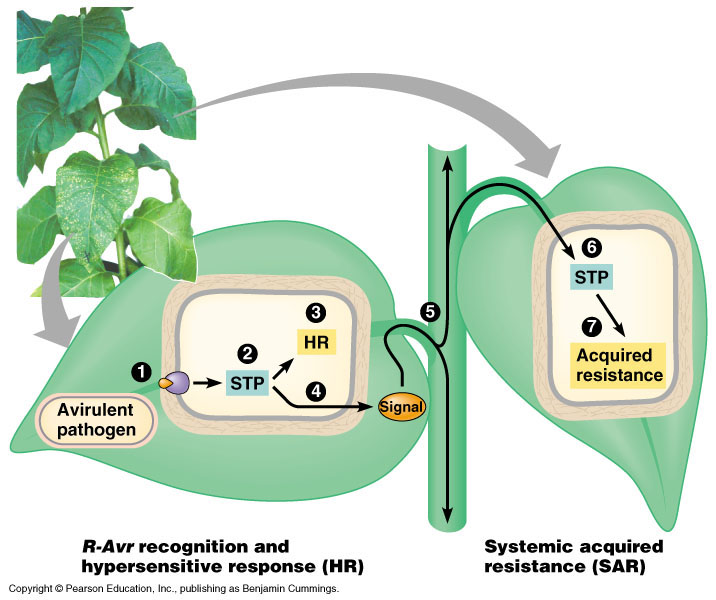 response to stimuli plants