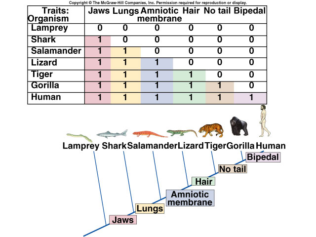 Phylogeny and Cladistics