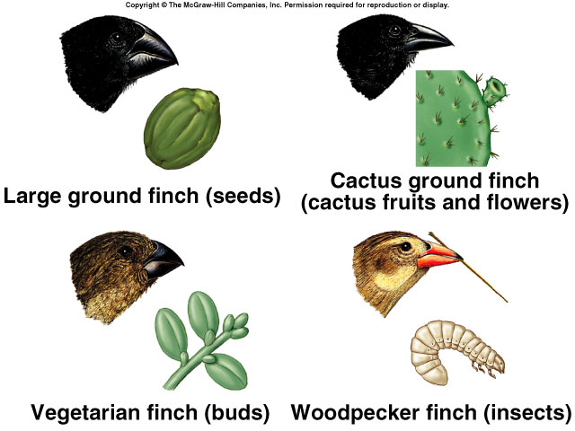 Introduction To Darwinian Evolution 9490