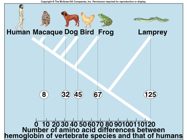 molecular-biology-evolution-evidence