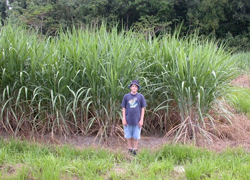 reedsugarcane.jpg (90742 bytes)