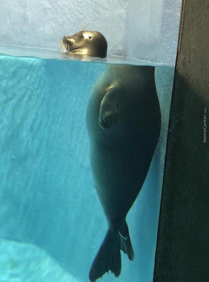 Seal viewed through thick aquiarium glass