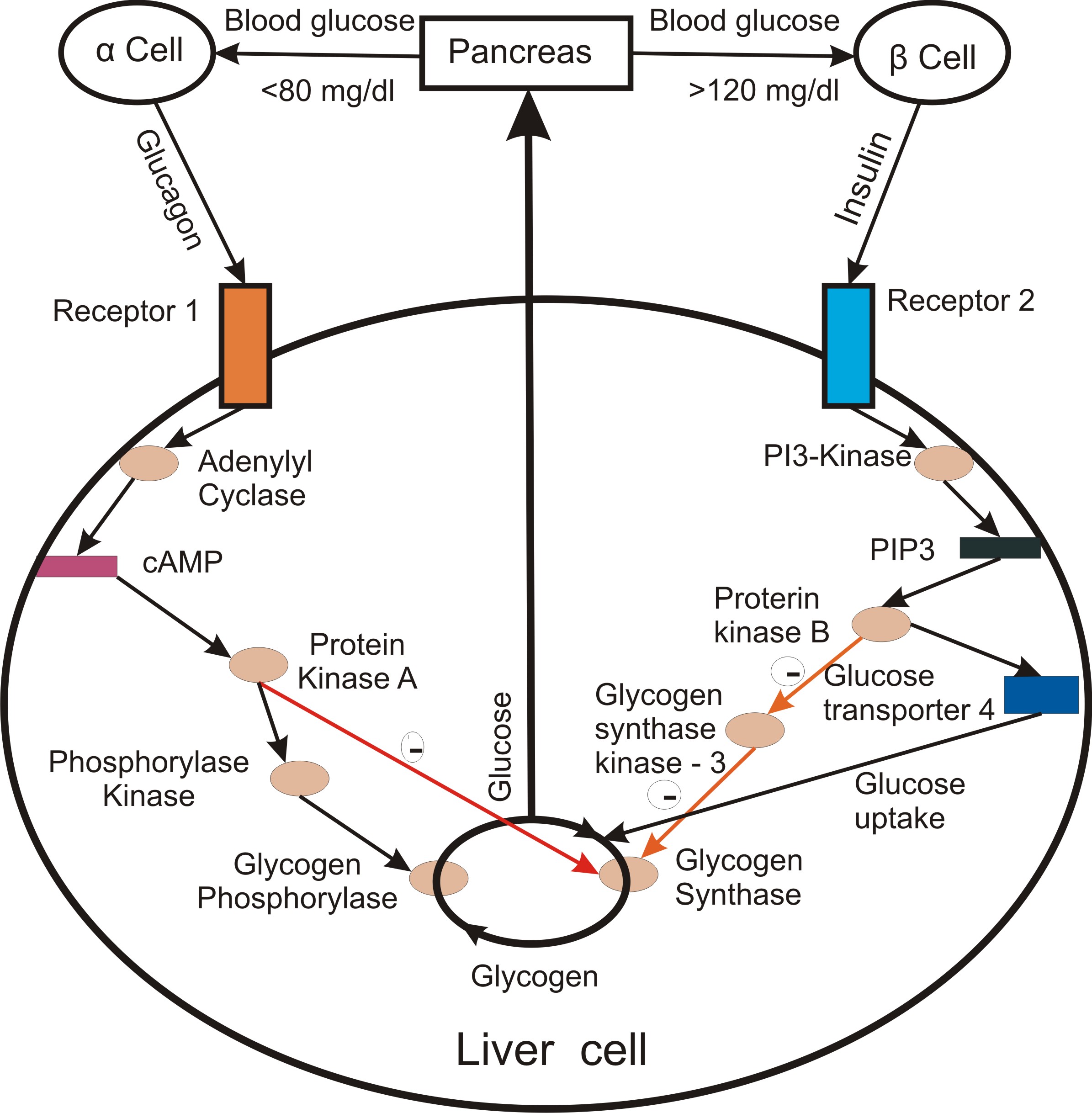 Metabolic Pathways